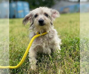 Pomeranian-Unknown Mix Dogs for adoption in Pacolet, SC, USA