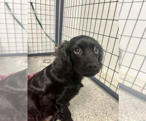 Mutt Dogs for adoption in Candler, NC, USA