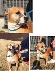 Boxador Dogs for adoption in Gibbstown, NJ, USA