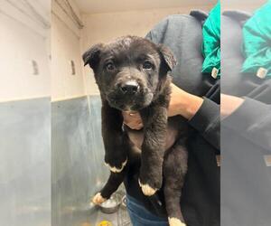American Pit Bull Terrier-Unknown Mix Dogs for adoption in Calgary, Alberta, Canada