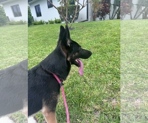 German Shepherd Dog Dogs for adoption in Plantation, FL, USA