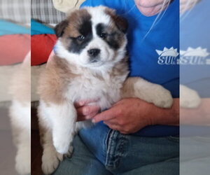 Chow Chow-Unknown Mix Dogs for adoption in Grafton, WI, USA
