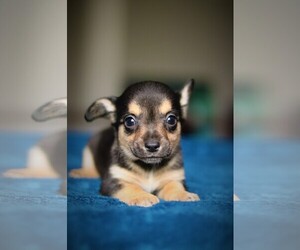 Chi-Corgi Dogs for adoption in Johnson City, TN, USA