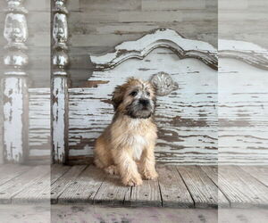 Shih Tzu-Unknown Mix Dogs for adoption in Rockaway, NJ, USA