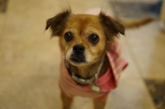 Pekingese-Tibetan Spaniel Mix Dogs for adoption in Bealeton, VA, USA