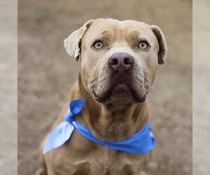 American Staffordshire Terrier-Unknown Mix Dogs for adoption in San Antonio, TX, USA