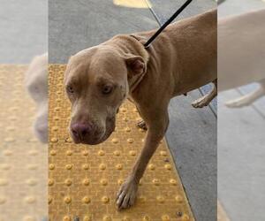 American Pit Bull Terrier Dogs for adoption in Bakersfield, CA, USA