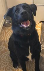 Labrador Retriever-Unknown Mix Dogs for adoption in Forest Lake, MN, USA