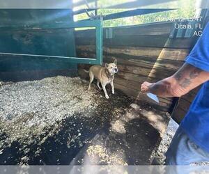 American Pit Bull Terrier-Unknown Mix Dogs for adoption in Ocala, FL, USA