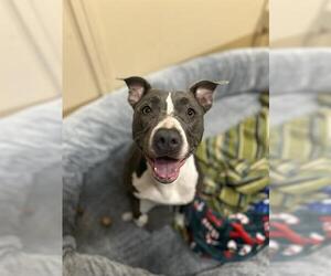 Mutt Dogs for adoption in Chula Vista, CA, USA