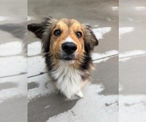 Australian Shepherd-Cardigan Welsh Corgi Mix Dogs for adoption in Brighton, CO, USA