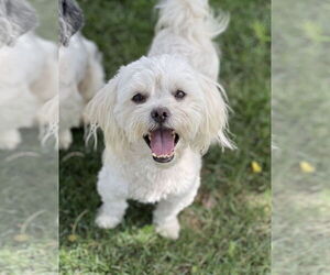 Maltese-Unknown Mix Dogs for adoption in Phoenix, AZ, USA