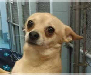 Chihuahua Dogs for adoption in Missoula, MT, USA