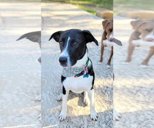 Australian Shepherd-Great Pyrenees Mix Dogs for adoption in Rosenberg, TX, USA