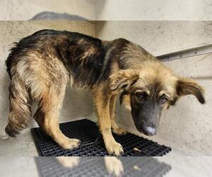 German Shepherd Dog-Unknown Mix Dogs for adoption in San Antonio, TX, USA