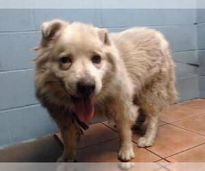 Chow Chow Dogs for adoption in Downey, CA, USA