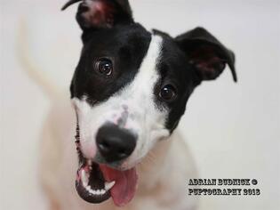 Border Collie-Unknown Mix Dogs for adoption in Nashville, TN, USA