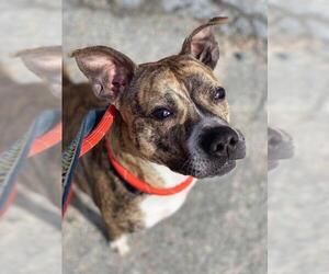 Greyhound Dogs for adoption in Whitestone, NY, USA