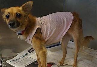 Chihuahua-Unknown Mix Dogs for adoption in Dallas, TX, USA
