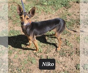 Italian Greyhound-Miniature Pinscher Mix Dogs for adoption in Granbury, TX, USA