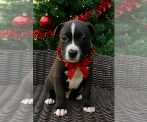 Mutt Dogs for adoption in Holly Springs, NC, USA