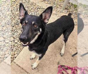 German Shepherd Dog Dogs for adoption in Sacramento, CA, USA