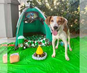 Beagle-Unknown Mix Dogs for adoption in Sanderson, FL, USA