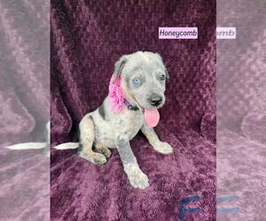 Mutt Dogs for adoption in Brewster, NY, USA