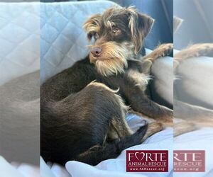 Mutt Dogs for adoption in Marina del Rey, CA, USA