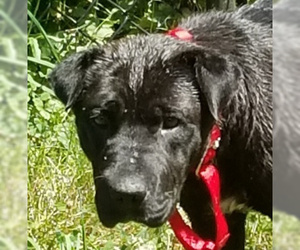 Chinese Shar-Pei-Labrador Retriever Mix Dogs for adoption in Barnegat Light, NJ, USA