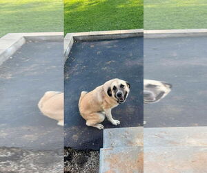 Anatolian Shepherd-Unknown Mix Dogs for adoption in Sparta, TN, USA