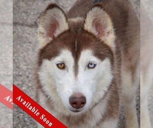 - Mix Dogs for adoption in Huntley, IL, USA