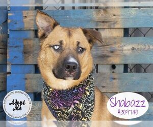 Siberian Husky Dogs for adoption in Stockton, CA, USA