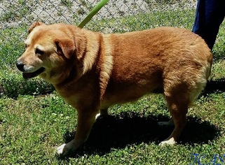 Chow Chow Dogs for adoption in Morehead, KY, USA