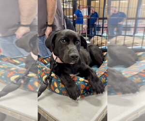 Labrador Retriever-Unknown Mix Dogs for adoption in Mooresville, NC, USA