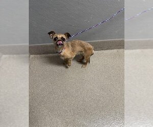 Mutt Dogs for adoption in Las Vegas, NV, USA