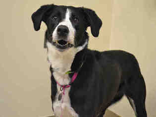 Border Collie Dogs for adoption in Aurora, CO, USA