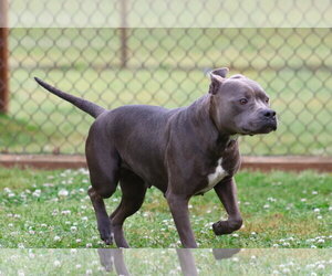 Mutt Dogs for adoption in Grovetown, GA, USA