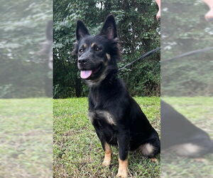 Chow Chow-Unknown Mix Dogs for adoption in Wetumpka, AL, USA