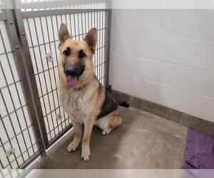 German Shepherd Dog Dogs for adoption in Jackson, CA, USA