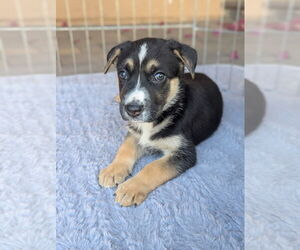 German Shepherd Dog-Unknown Mix Dogs for adoption in Dana Point, CA, USA