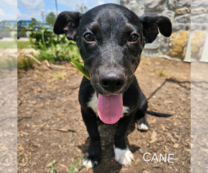 Chihuahua-Unknown Mix Dogs for adoption in Maryville, TN, USA