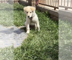 Golden Retriever-Samoyed Mix Dogs for adoption in San Diego, CA, USA