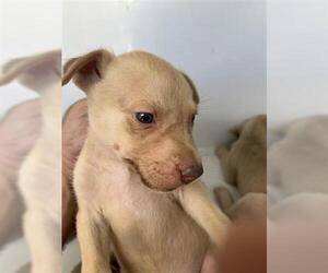 Labrador Retriever-Unknown Mix Dogs for adoption in Houston, TX, USA