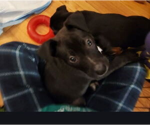 American Pit Bull Terrier-American Staffordshire Terrier Mix Dogs for adoption in Chester, VA, USA