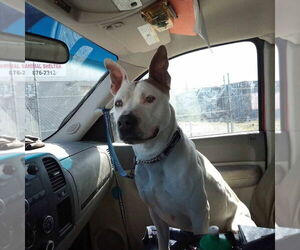 American Staffordshire Terrier-Unknown Mix Dogs for adoption in Minneapolis, MN, USA