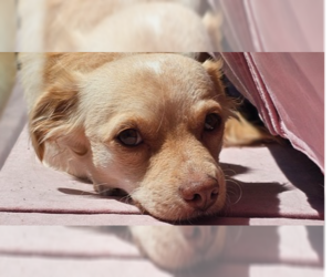 Dachshund-Spaniel Mix Dogs for adoption in Studio City, CA, USA