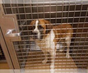 Saint Bernard Dogs for adoption in Martinez, CA, USA