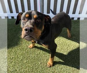 Rottweiler-Unknown Mix Dogs for adoption in Modesto, CA, USA