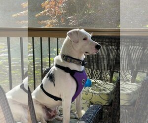 Dalmatian-Labrador Retriever Mix Dogs for adoption in Raleigh, NC, USA